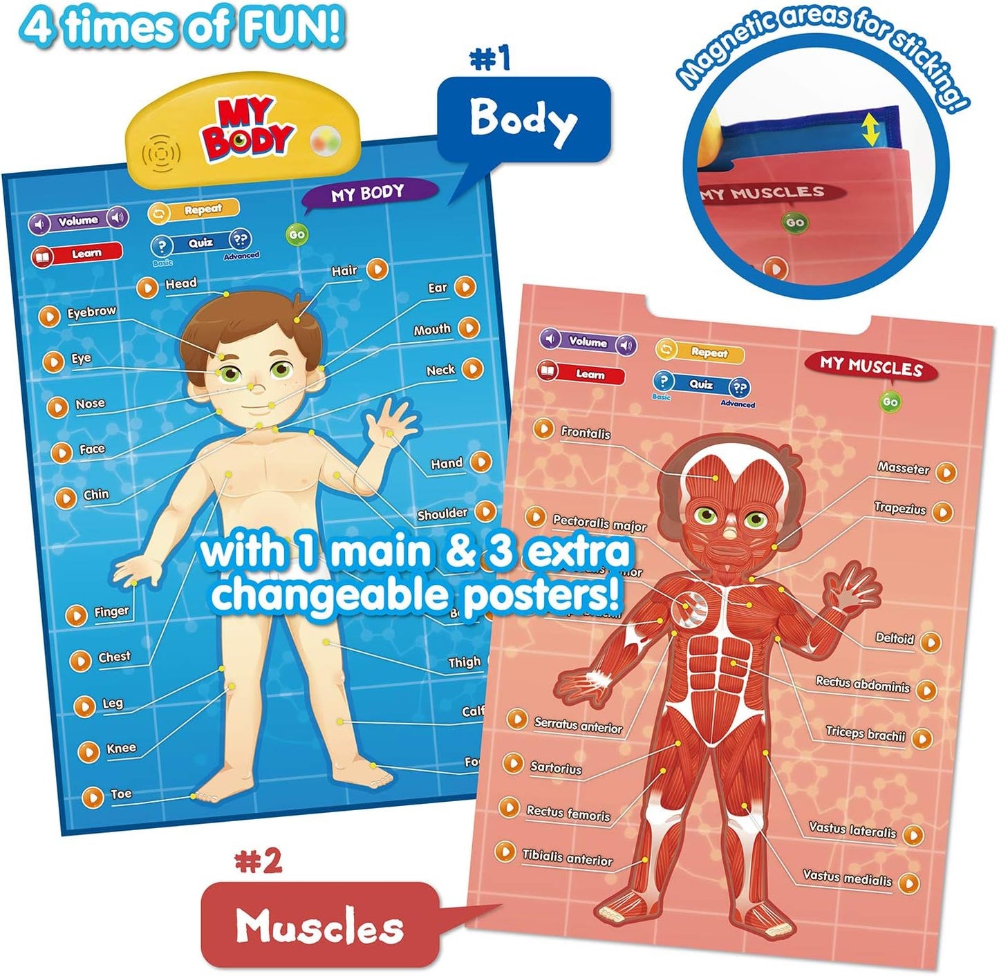 BEST LEARNING i-Poster My Body - Interactive Educational Human Anatomy Talking Game Toy | Learn Body Parts, Organs, Muscles and Bones for Kids Aged 5 to 12 Years Old